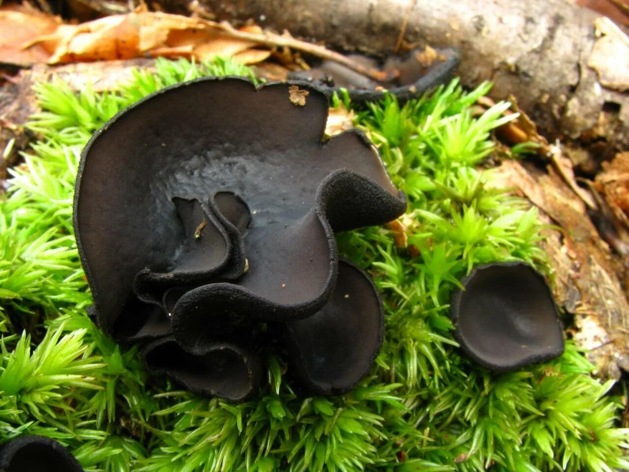 смородина черная - ribes nigrum 'intercontinental'. съедобный черный. съедобный черный. морской гриб муэр. паслён чёрный.