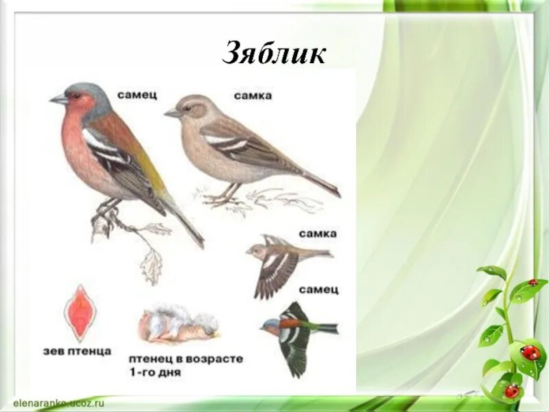 Зяблик. Зяблик Перелетная птица. Размножение Зябликов. Как выводят потомство зяблики.