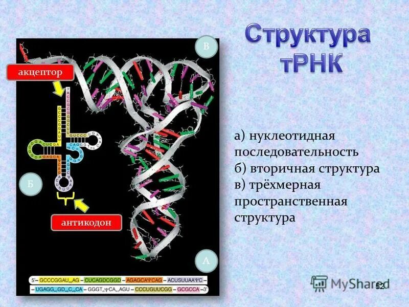 нуклеотидная последовательность антикодона трнк