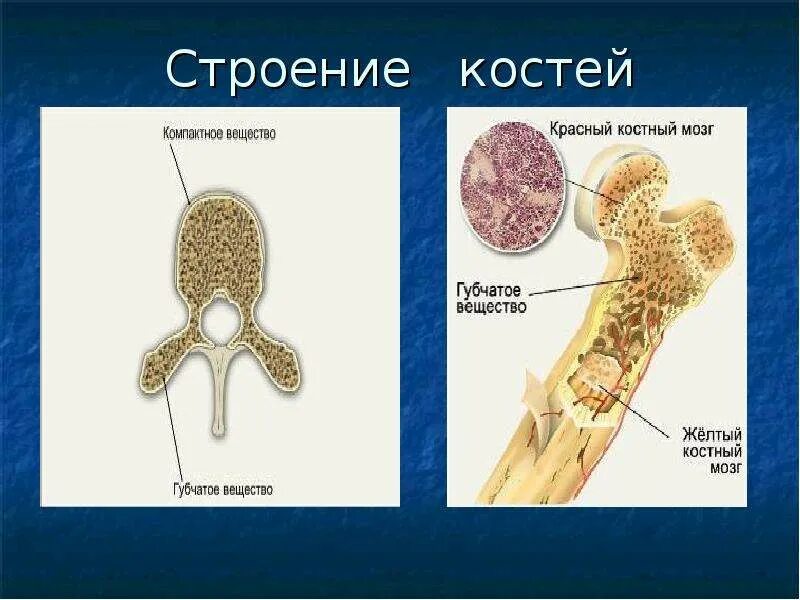 Губчатая кость строение. Губчатое вещество с красным костным мозгом. Кость строение лекция. Строение кости кластер. На уроке биологии костя