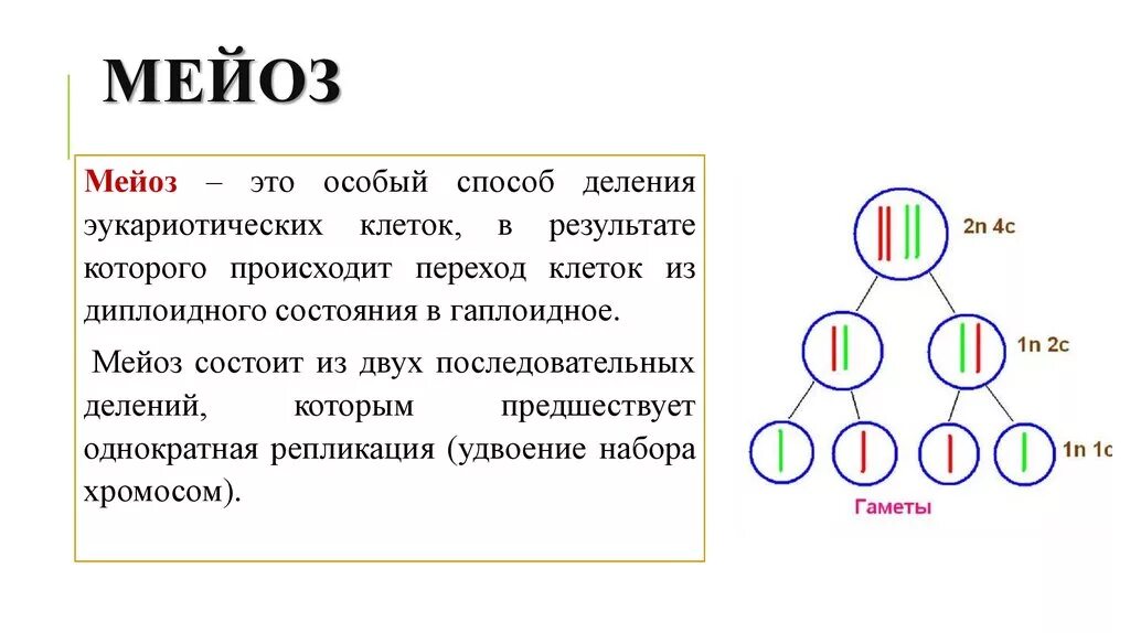 Мейоз 9 класс биология. Мейоз это в биологии 9. Понятие мейоз. Мейоз состоит из.