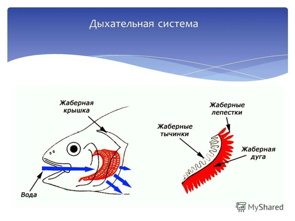 Веерообразные жаберные тычинки. Внутреннее строение рыбы дыхательная система. Жаберные лепестки у костных рыб. Механизм дыхания костных рыб. Жаберные лепестки и жаберные тычинки.