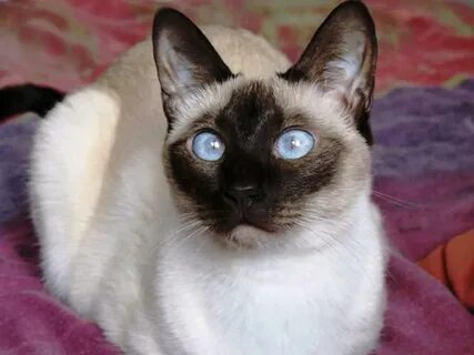 День сиамской кошки