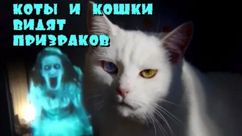 Увидела кошку