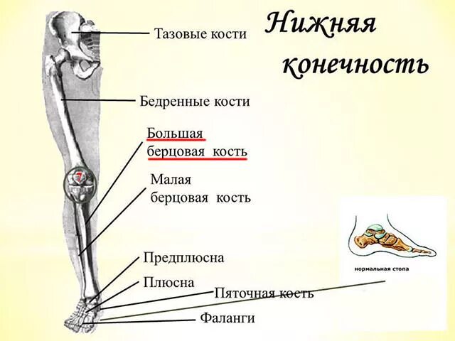 Покажите берцовую кость. Малая берцовая кость ноги. малая и большая берцовые кости у человека. большеберцовая и малая берцовая кость. малая торцевая кость на ноге.