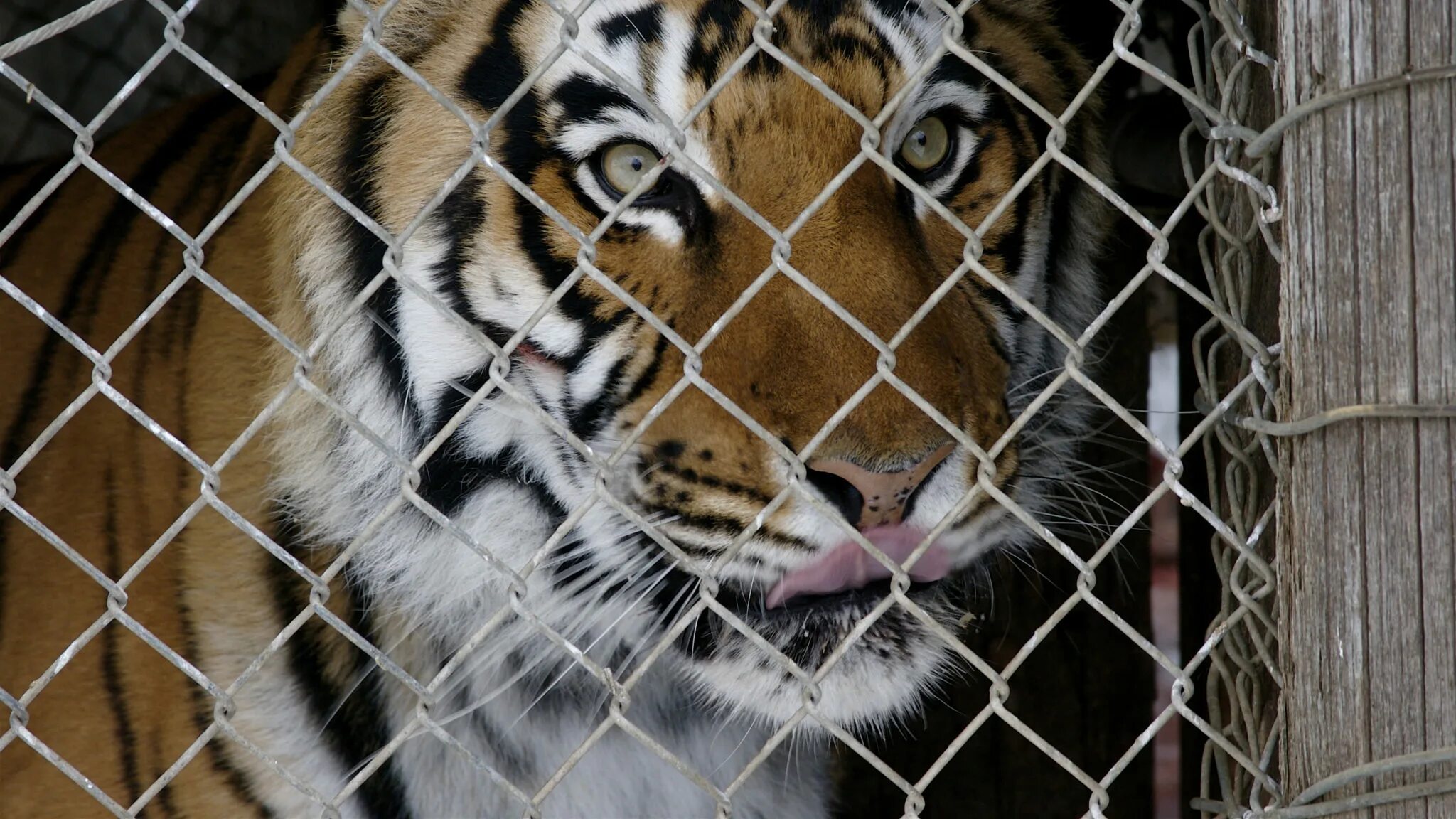 тигрица в клетке. клетка для тигров. тигрица в клетке. в клетке со зверем. клетки для животных в зоопарке тигр.