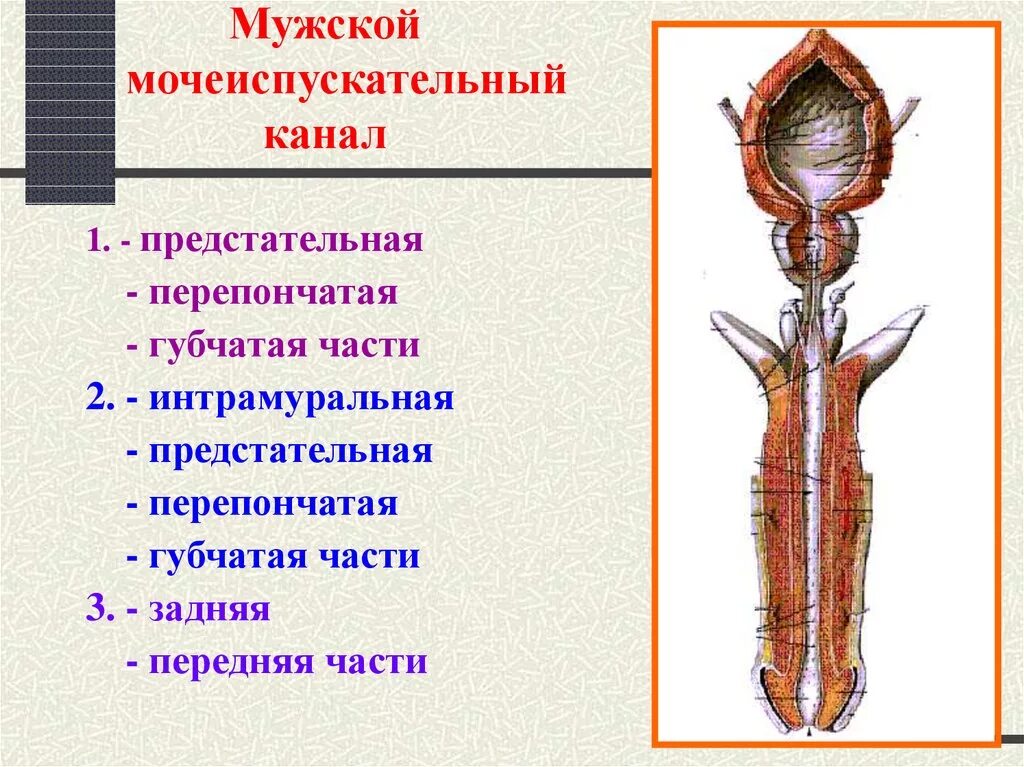 мочевой пузырь анатомия латынь. строение женской уретры. строение женской уретры. строение мочевого пузыря латынь. строение женской уретры.