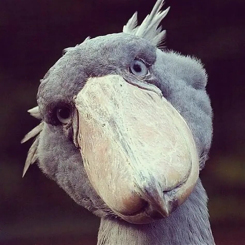 2019) Shoebill has one famous quote ....."You can’t judge a bird by its bill."-S