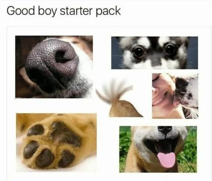 What is a good boy. Starter pack boys. good boy собака. good boy meme. хороший мальчик гуд бой.