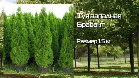 Туя западная размеры
