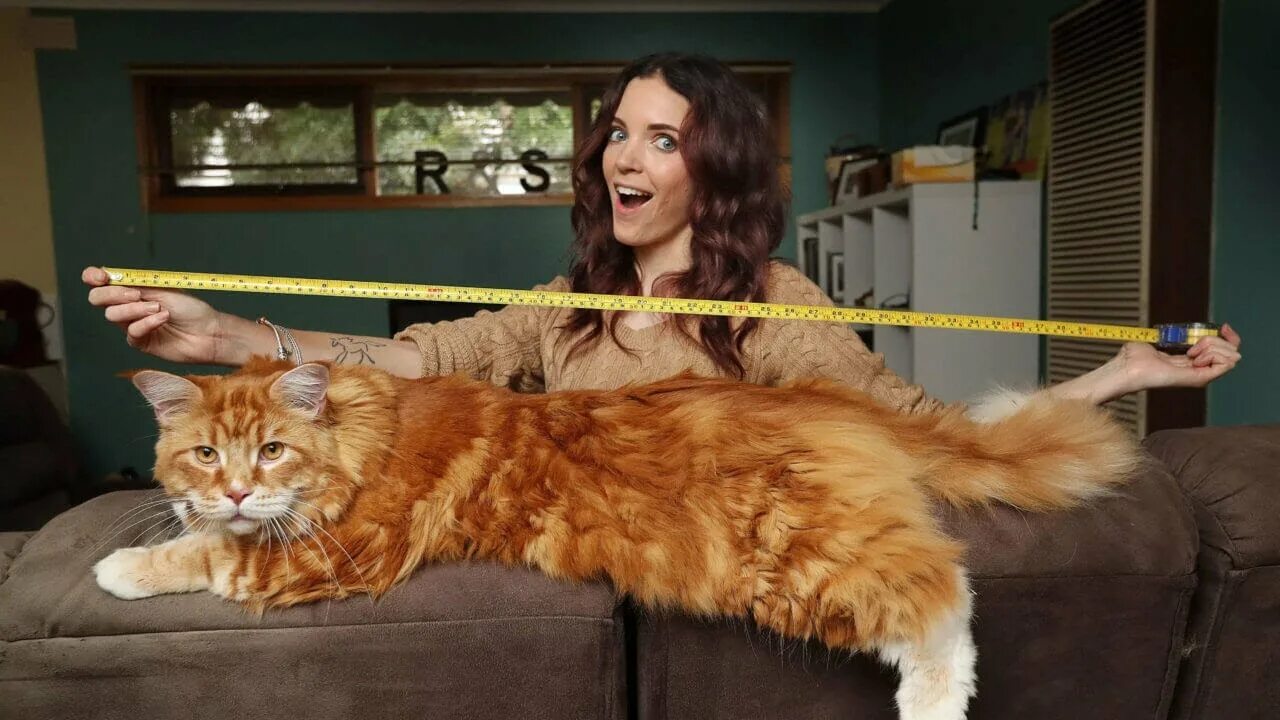 Cats are fashion statements too Savannah cat, Savanna cat, Beautiful cats