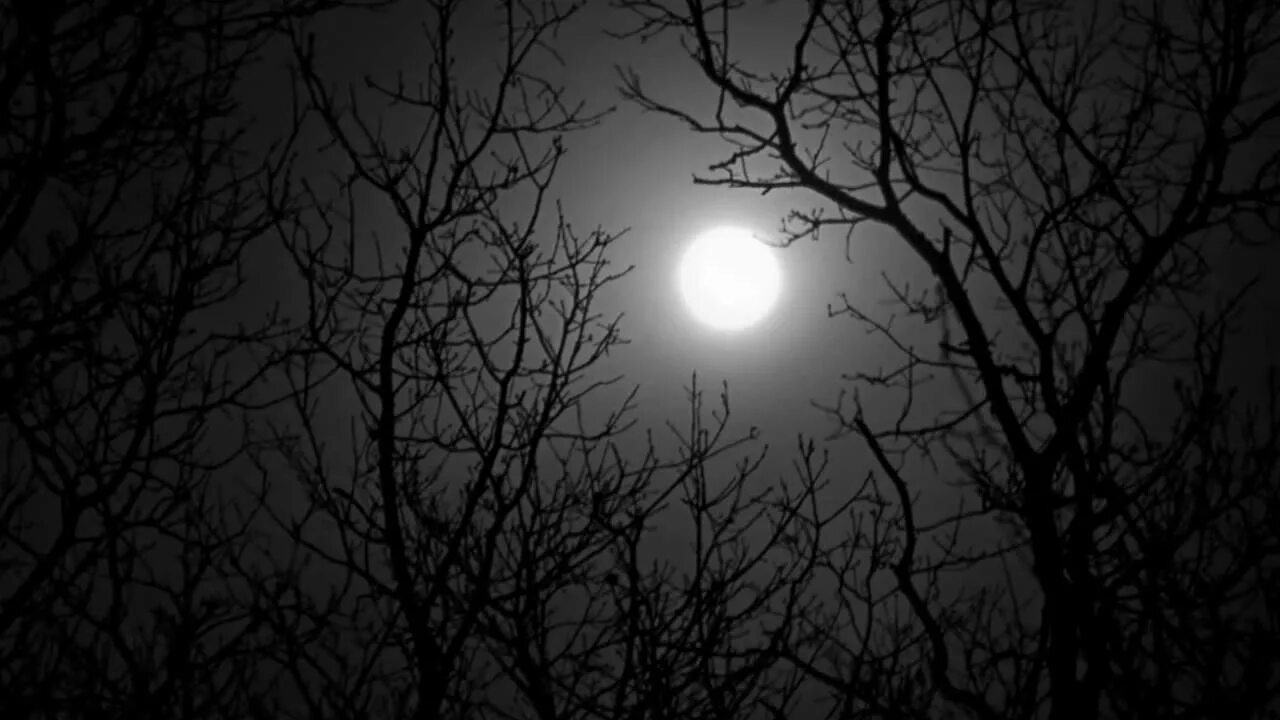 Луна среди ветвей. Луна среди деревьев. Луна за ветками. Луна сквозь ветви. Дерево освещенное луной