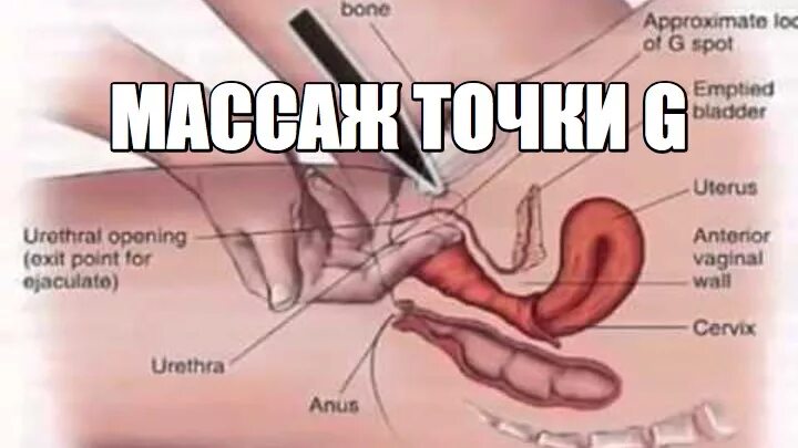 Секс Точки Оргазм
