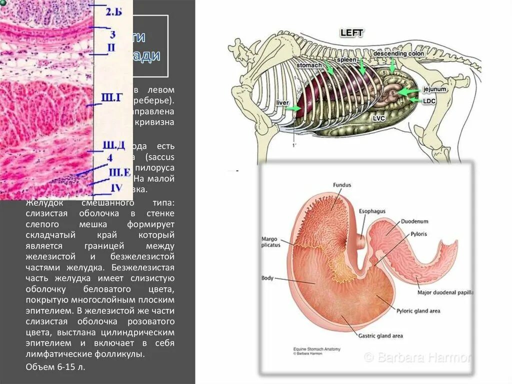 Строение однокамерного желудка у животных анатомия. Строение однокамерного желудка свиньи. Строение однокамерного желудка КРС. Однокамерный желудок у животных строение части. Строение желудков животных