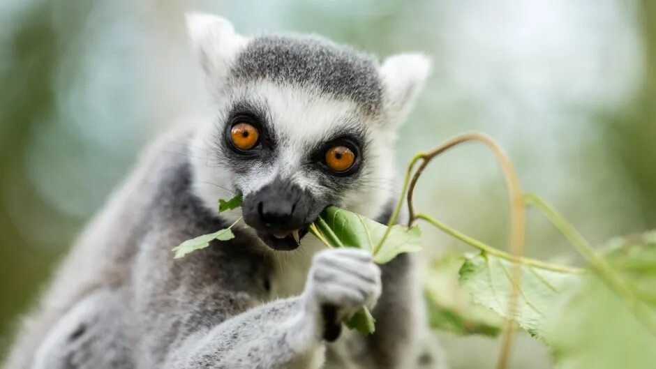 белохвостый лемур. кошачий лемур. пахнут ли запястья лемуров сладкими фруктами. лемур еда. кошачий лемур.