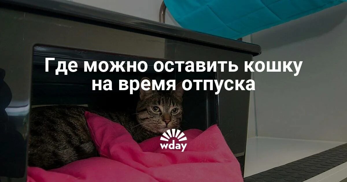 Кот на время отпуска