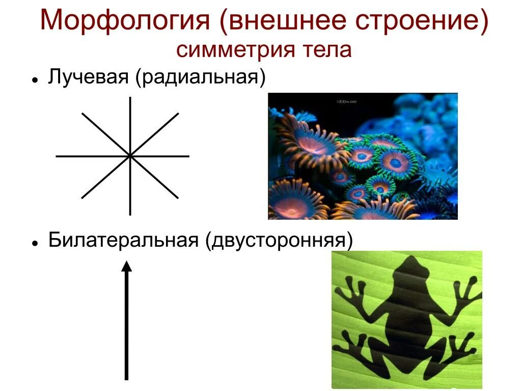 Лучевая симметрия червя. Лучевая и двусторонняя симметрия. Лучевой Тип симметрии. Лучевая симметрия у животных. Типы симметрии тела.