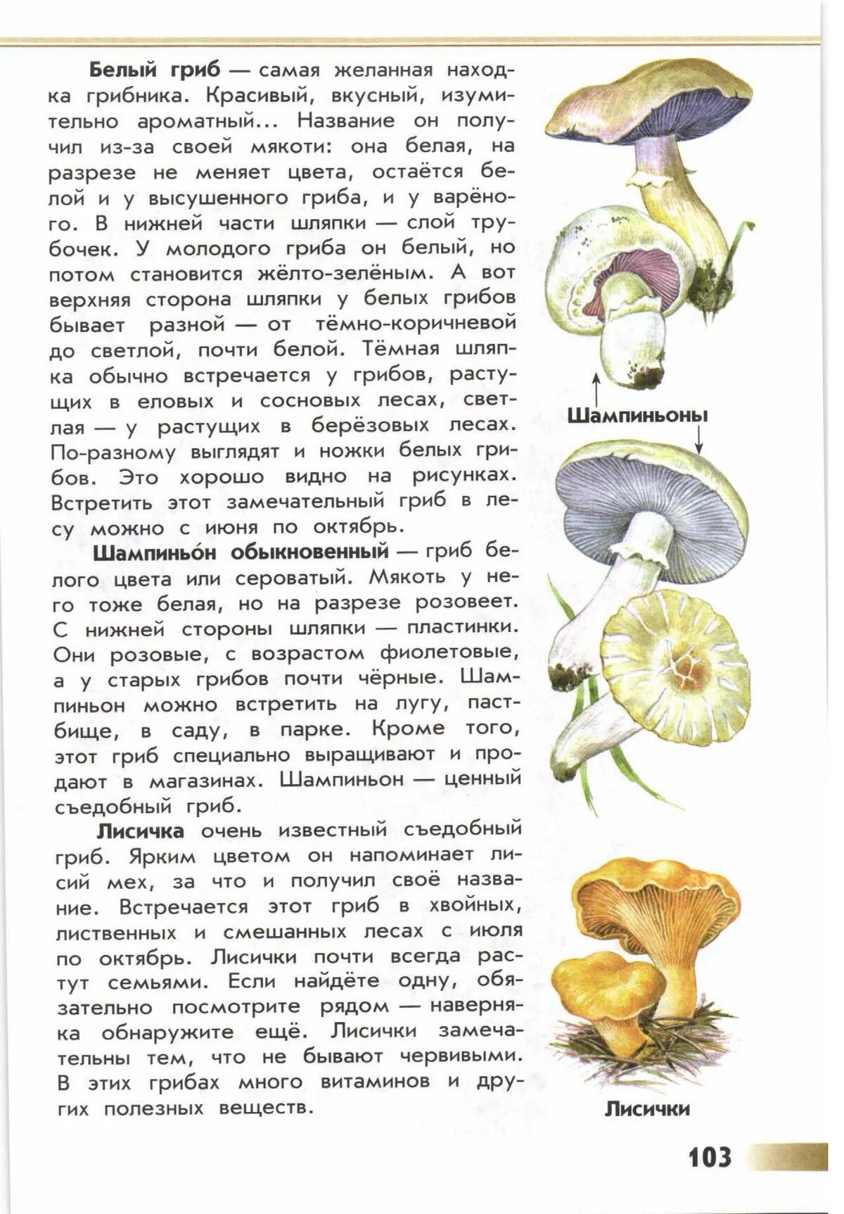 Книга зеленые страницы текст коварные двойники. Атлас-определитель от земли до неба 3 грибы. Атлас-определитель от земли до неба 2 съедобные грибы. Атлас определитель от земли до неба грибы съедобные грибы. Атлас от земли до неба 2 класс окружающий мир съедобные грибы.