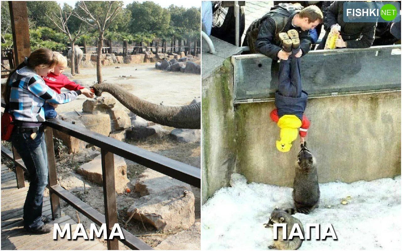 Чем отличается отец от папы