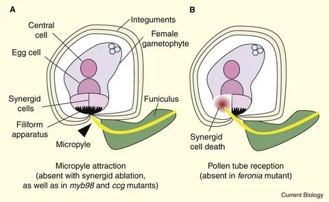 The Formation and Function of the Female Reproductive Tract in.