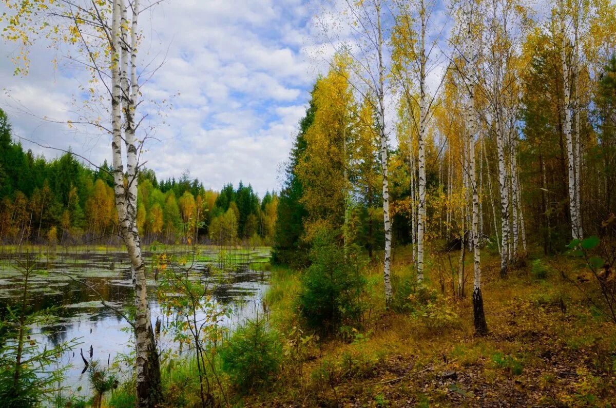 Русская береза весной. Березки, российский Уральский пейзаж. Бологое Березовая роща. Курганская область березы. Красота русской природы.