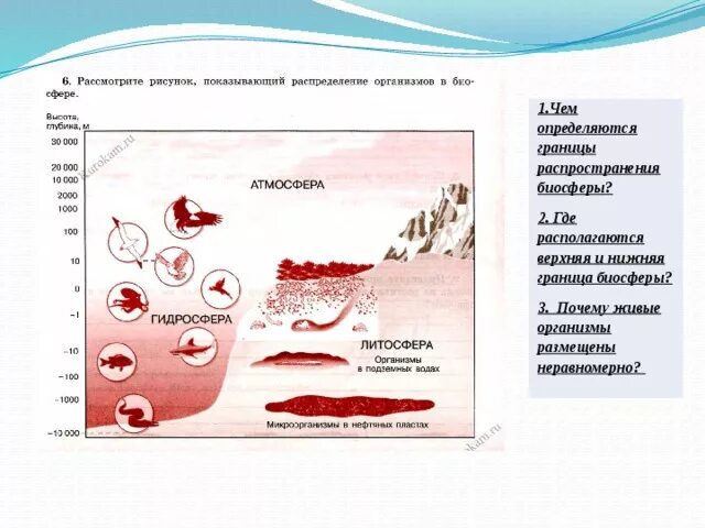 Почему живые организмы размещаются неравномерно на земле. Распределение организмов в биосфере рисунок. Границы биосферы определяются рисунок. Верхняя граница распространения организмов в биосфере. Рассмотрите рисунок показывающий распределение организма в биосфере.