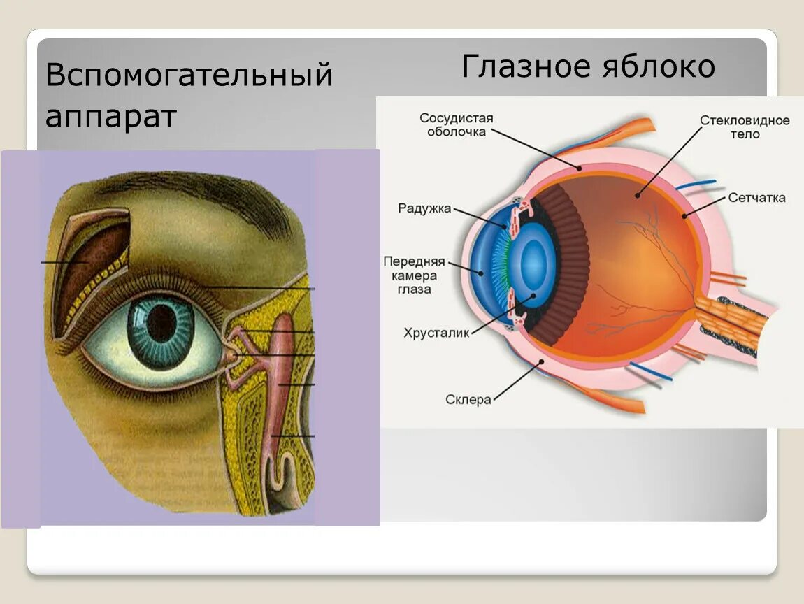 Анатомия глазного яблока и его вспомогательного аппарата. Зрительный анализатор глазное яблоко вспомогательный аппарат. Структуры глазного яблока вспомогательный аппарат органа зрения. Структуры вспомогательного аппарата глаза.