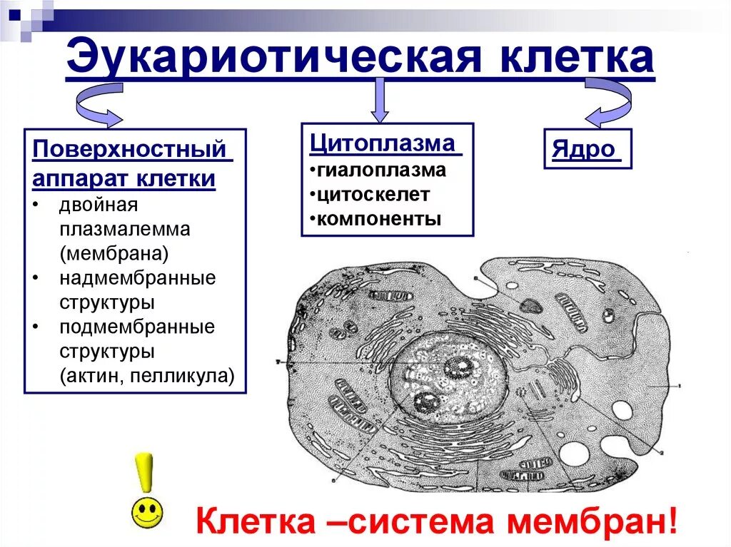 Из чего состоит эукариотическая клетка