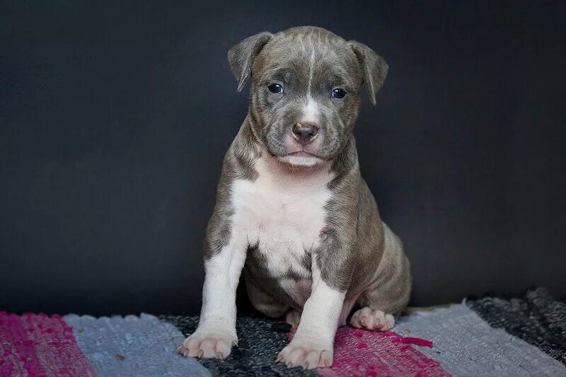 амстафф щенок. щенки стаффордширского терьера в новокузнецке. щенки стаффордширского терьера в новокузнецке. щенки стаффордширского терьера в новокузнецке. ам стаффордширский терьер.