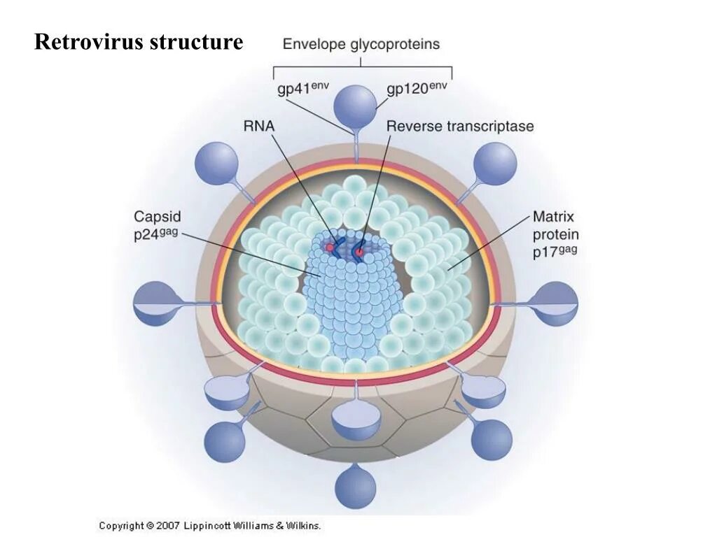 Lentivirus семейства Retroviridae. Ретровирусы строение вириона. Про вирусы и ретровирусы. РНК вирусы.