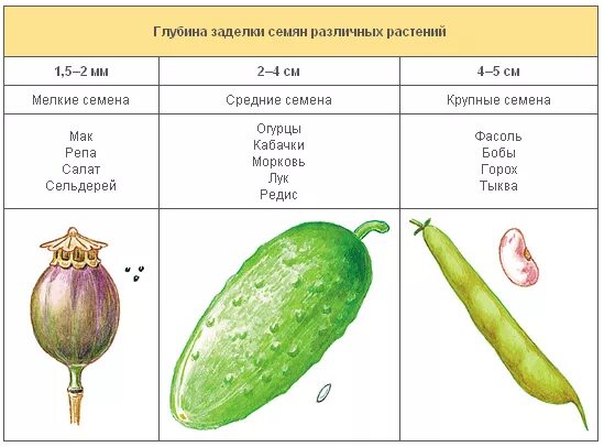 посев семян 6 класс биология. посев семян 6 класс биология. сроки заделки семян. сроки заделки семян. посев семян 6 класс биология.
