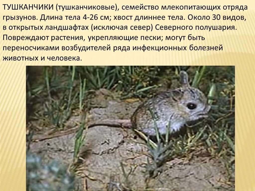 Тушканчик сообщение 4. Тушканчик большой сообщение. тушканчик фото и описание. паспорт тушканчика. длина тела тушканчика.
