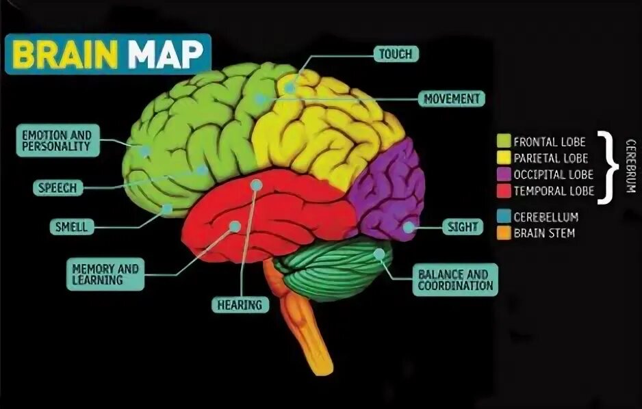 Brain Maps. Айсберг Brain Maps. Brain Maps картинки. The Brain Maps игра.