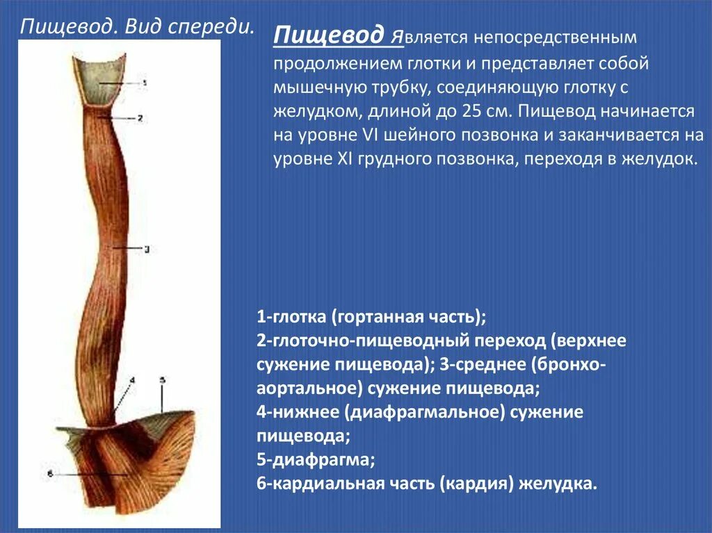 Верхняя часть пищевода. Пищевод. Строение пищевода человека. Уровни пищевода. Пищевод вид спереди.