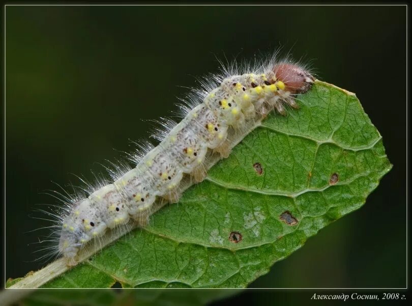березовый шелкопряд гусеница. гусеница капустной белянки. тутовый шелкопряд гусеница. зеленая гусеница капустница. гусеница 28 28.