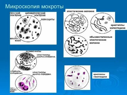 Лейкоциты микроскопия что это