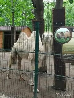 Ковчег кашира