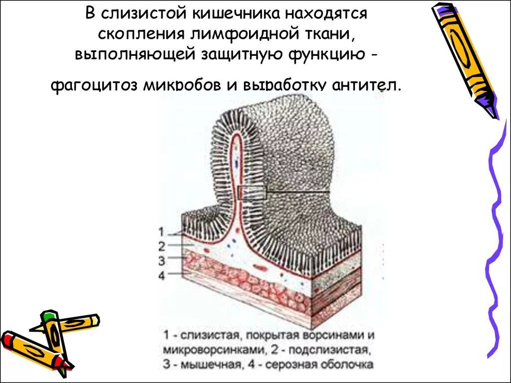 Функции слизистой кишечника. Скопление лимфоидной ткани в кишечнике. Лимфоидные скопления в кишечнике. В кишечнике скопления лимфоидной ткани представлены. Отдел кишечника, имеющий групповые скопления лимфоидной ткани.