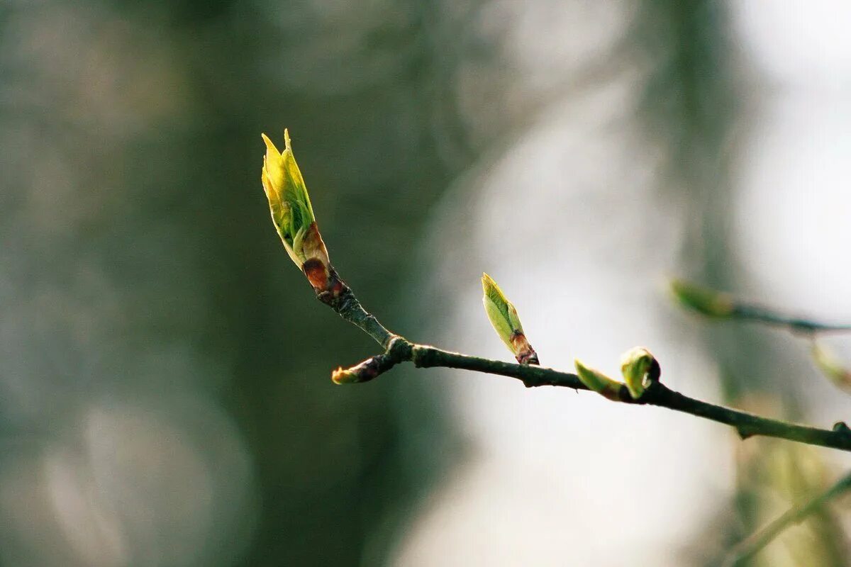 молодые побеги деревьев. хвоинки сосны обыкновенной. кончике ветки листочки. тополь почки листья. почки у кипарисовика.