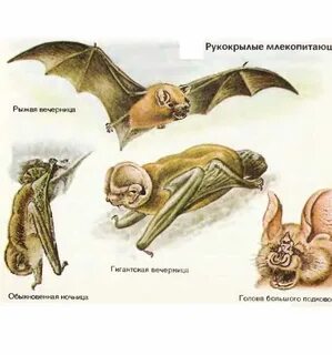 Рукокрылые виды