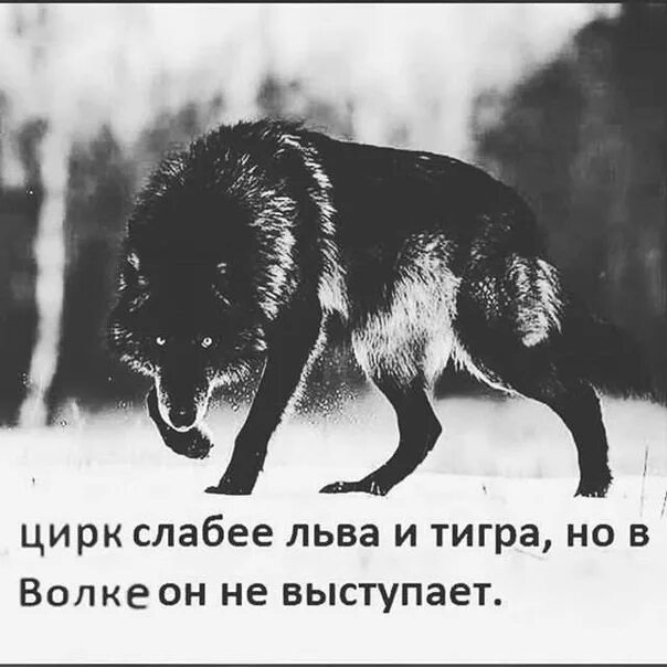 Готов слаб. Цирк слабее льва и волка. волк слабее. волк слабее льва и тигра но. волк слабее льва.