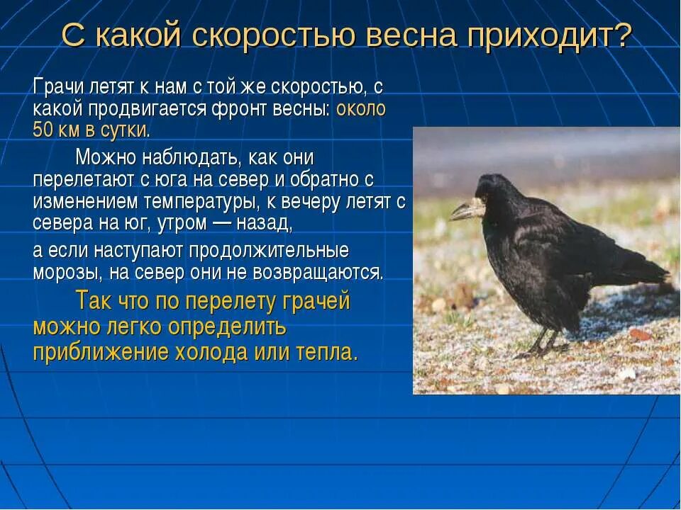 Рассказ про грачей весной. 2 Предложения о Грачах. Предложения о Грачах весной. Придумать 3 предложения о Грачах.