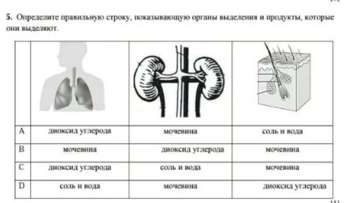 Определите правильную строку