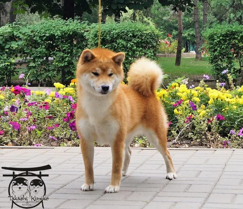 Акита и сиба ину. Японская порода собак сиба-ину и Акита. Акита и сиба ину отличие. Сиба ину и Акита ину различия. Чем отличается акита от сиба