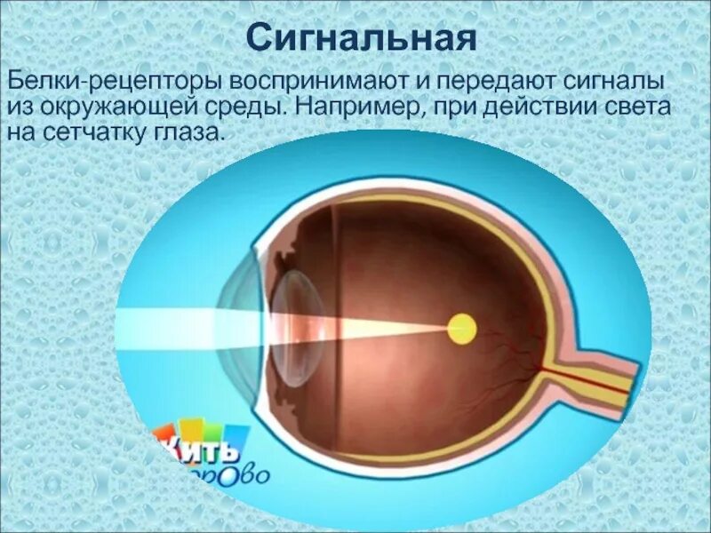 Сигнальные белки функции. Сигнальная функция белков. Рецепторная (сигнальная) функция белков. Рецепторная (сигнальная) функция белков. Сигнальные белки.