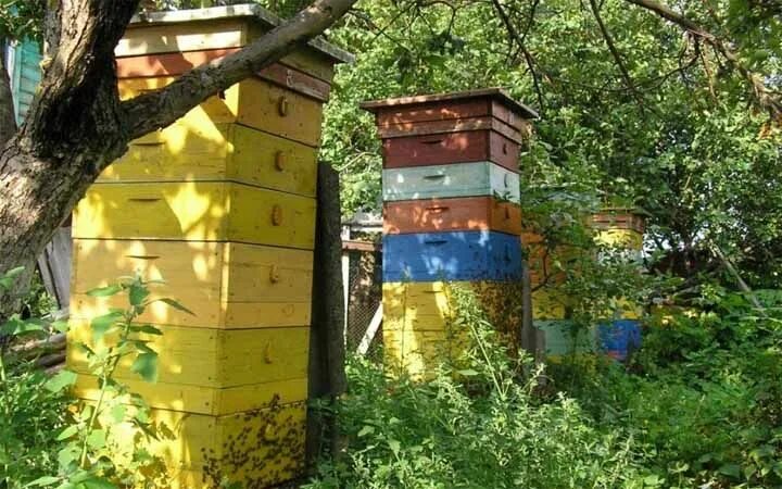 Как должен выглядеть красный улей Passage Bars for our Top Bar Hives Top bar hive, Bee keeping, Bee hive plans