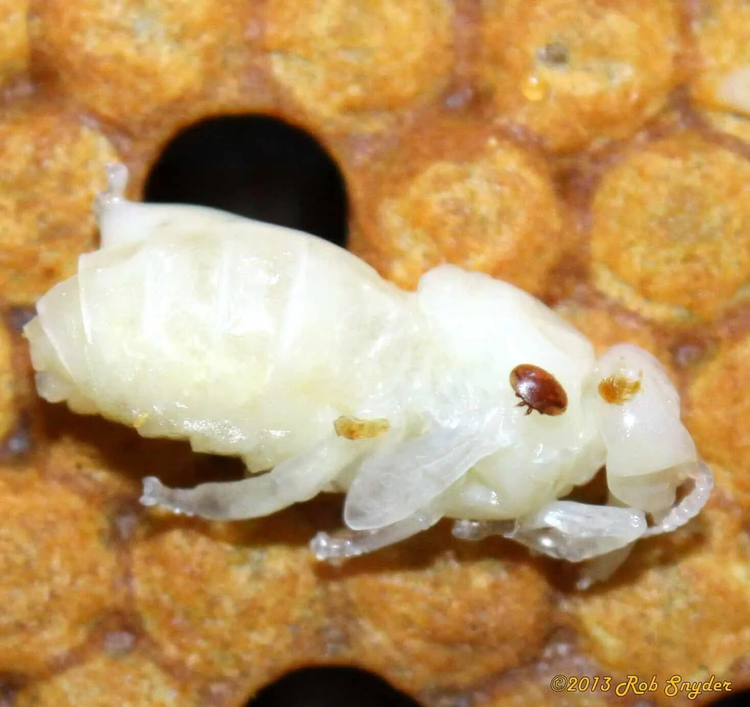 Шершень личинка куколка яйца. Куколка пчелы