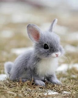 Small rabbit