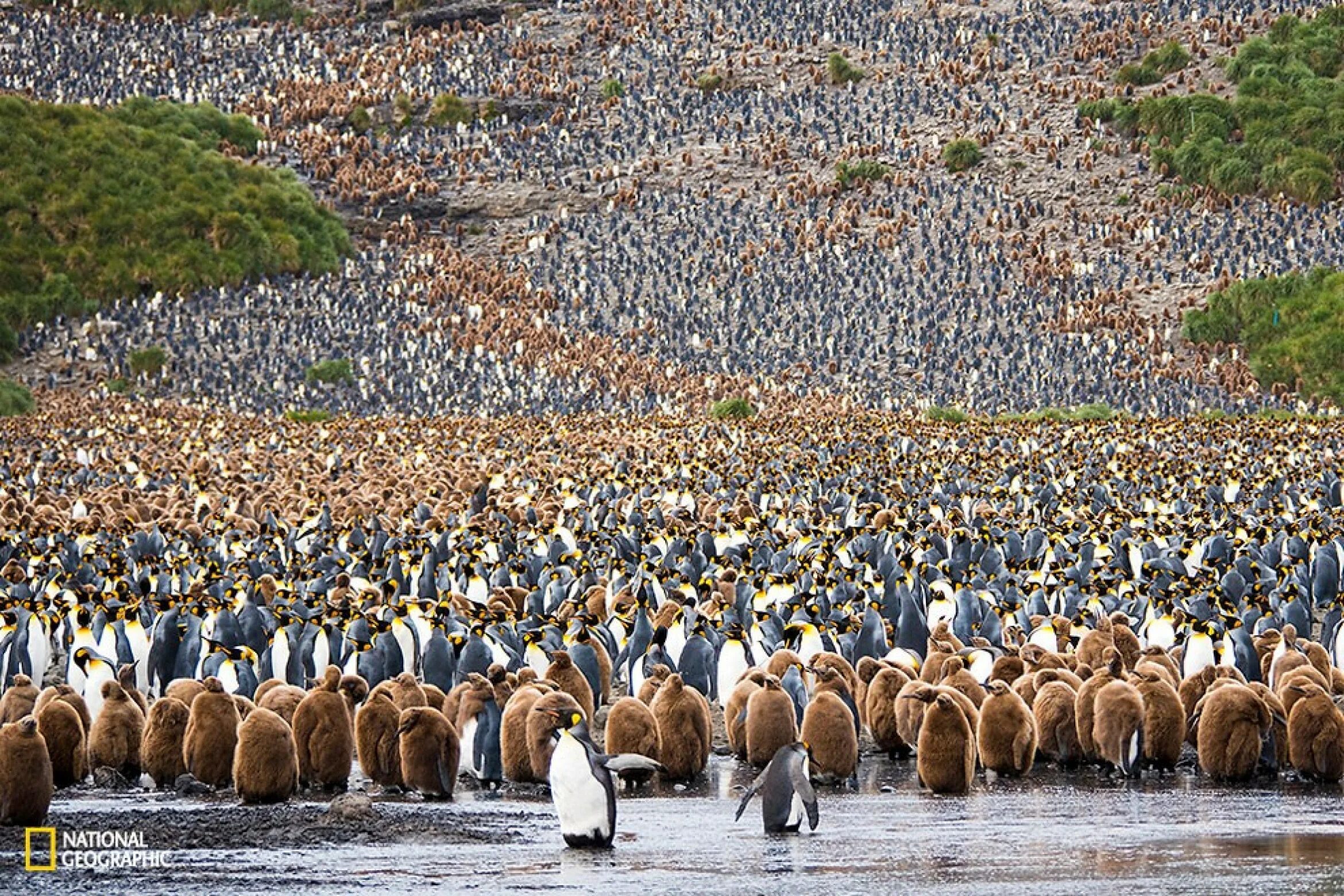 National Geographic. Снимки National Geographic. Лучшие фото. Победители фотоконкурса National Geographic.