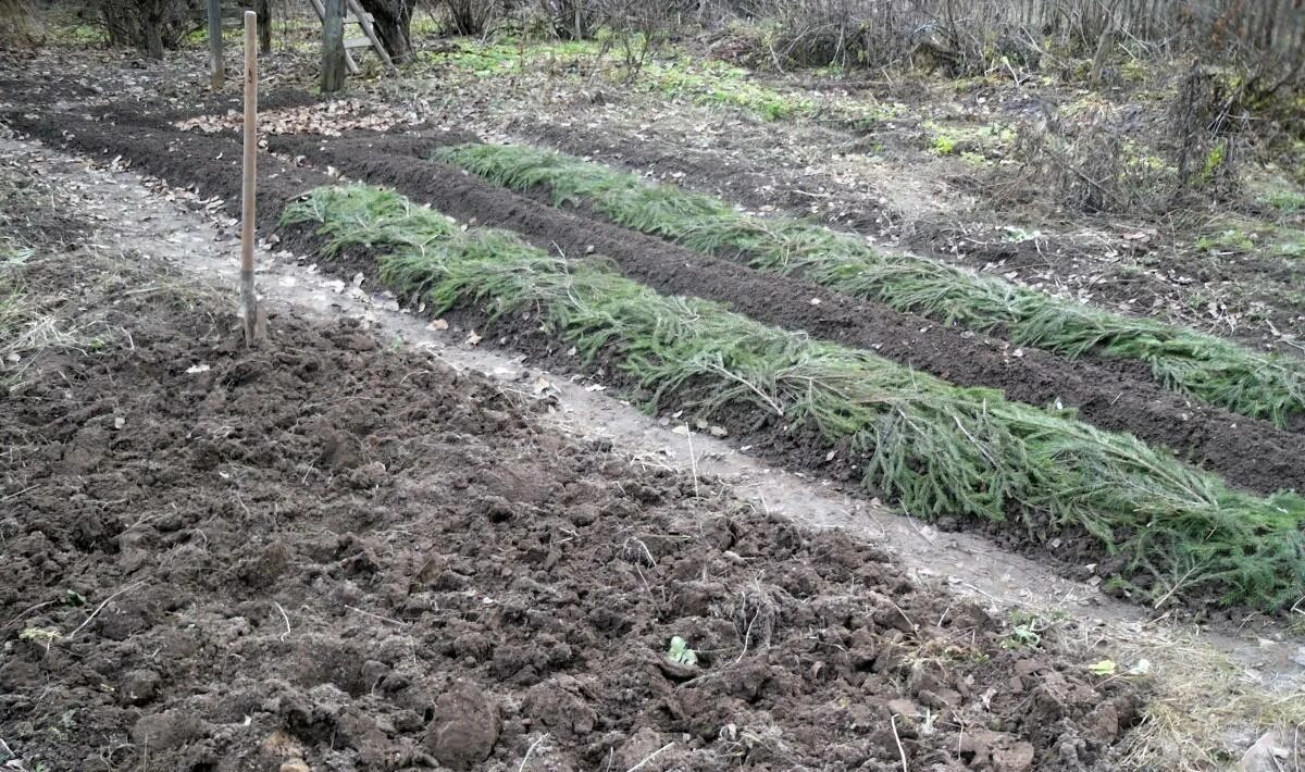 Овощи под зиму какие